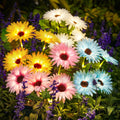 Solar Outdoor Garden Lights, 16 (4 pack)Glowing Daisy Flowers